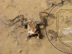 Лягушка малоазиатская 001